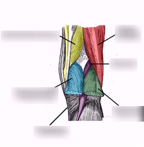 Popliteal Fossa Diagram | Quizlet