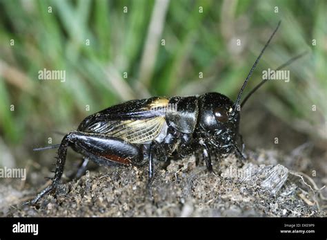 Field Cricket - Gryllus campestris Stock Photo - Alamy