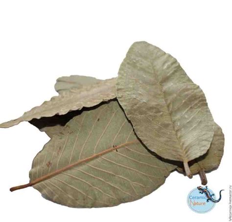 Guava leaves for tropical fish and shrimps - Highest quality