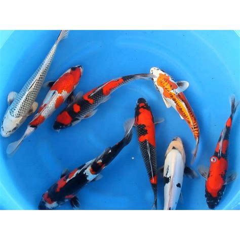 Jual PAKET 5 EKOR KOI WARNA MIX UKURAN 15 20CM Shopee Indonesia