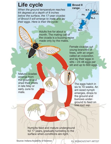 Pin by Kelsea Clayton on Cicadas | Life cycles, Science projects ...