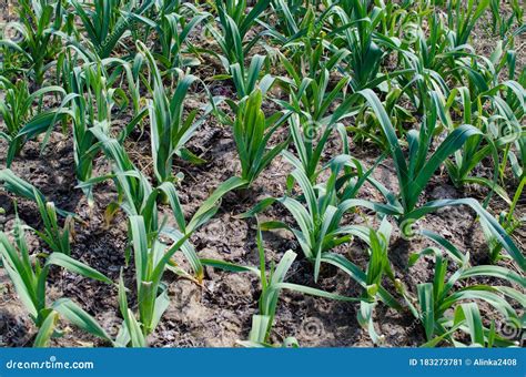 Organically Cultivated Garlic Plantation In The Vegetable Garden Stock