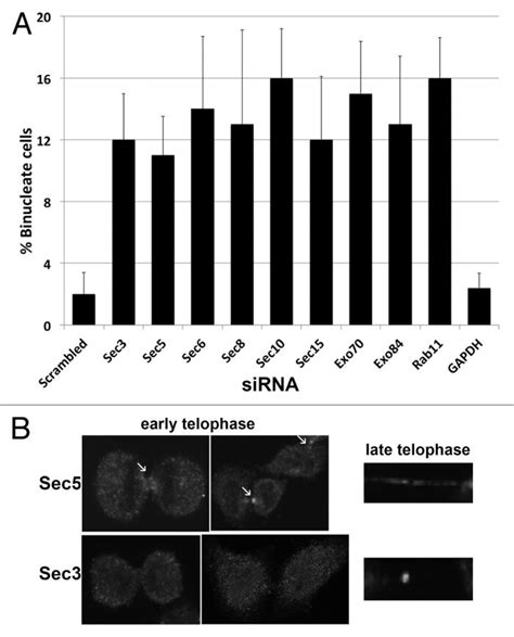 Exocyst Proteins Are Required For Cytokinesis A HeLa Cells Were