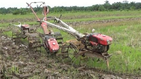 Air Pasang Di Tanjabtim Cepat Surut Tanaman Padi Warga Tidak Gagal