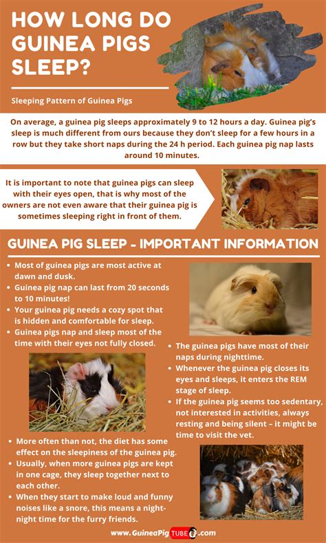How long do guinea pigs sleep – Artofit