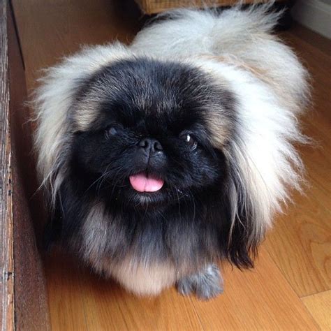 Lifeofalittlepekingeses Photo On Instagram Pekingese Dogs Pekingese