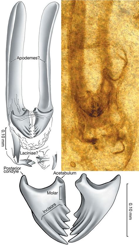 Rhyniognatha Alchetron The Free Social Encyclopedia