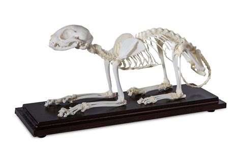 Cat Skeleton | KLM Bio Scientific