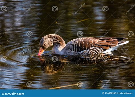 Wild Duck Swimming In Lake Water Birds In Park Stock Photo Image Of