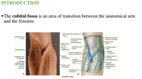 SOLUTION Gross Anatomy Of Cubital Fossa Forearm Studypool