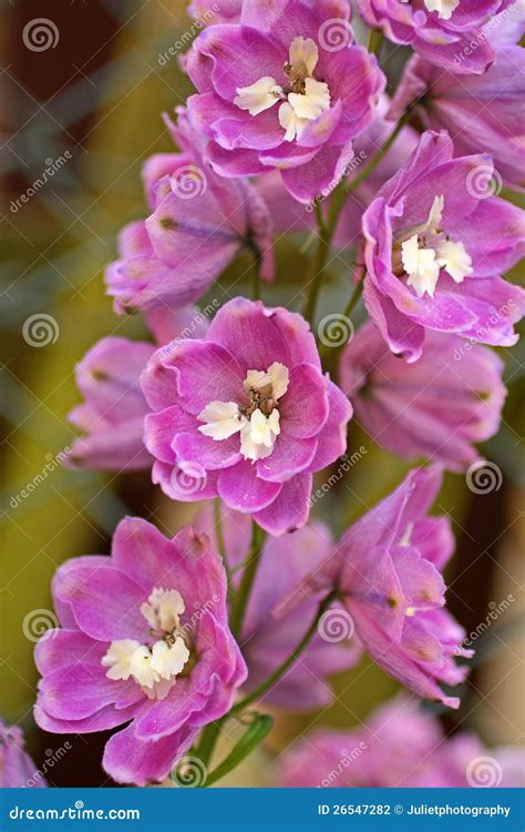 Blooming Delphinium Close Up Stock Photo - Image of blue, florescence: 26547282