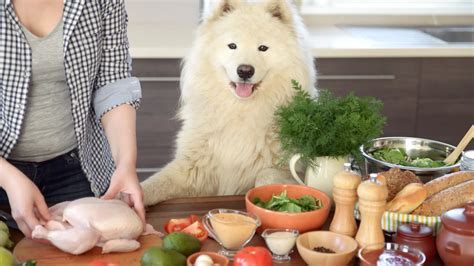 Hundefutter Selber Kochen Wichtige Tipps Rezepte