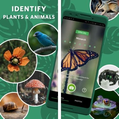 Aplicativos Para Identificar Rvores Mobilefreeapp