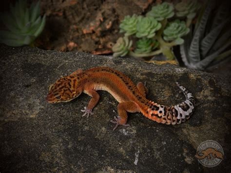 Tangerine Leopard Gecko Traits Morphpedia