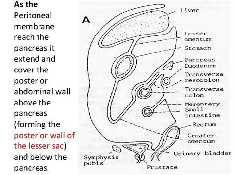 Peritoneum And The Peritoneal Cavity A Thin Membrane