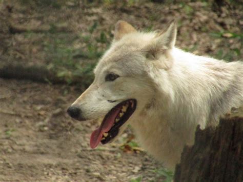 Gray Wolf Zoochat