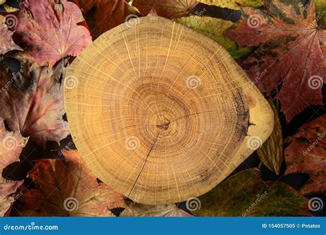 Autumn Natural Background Cross Section Of The Tree And Dry Maple