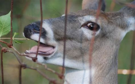 White Tailed Deer Duo Hd Wallpaper