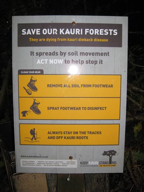 kauri dieback auckland natural history walking club