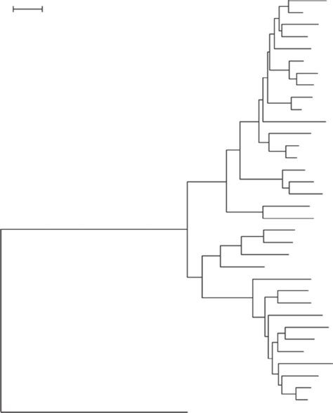 Phylogenetic Tree Based On Nearly Complete 16s Rrna Gene Sequence Data