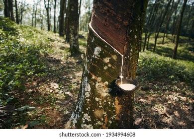 Collecting Natural Latex Rubber Tree Plantation Stock Photo 1934994608