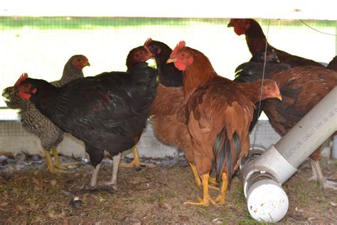 Help Sexing Rhode Island Red Black Marans Backyard Chickens Learn How To Raise Chickens