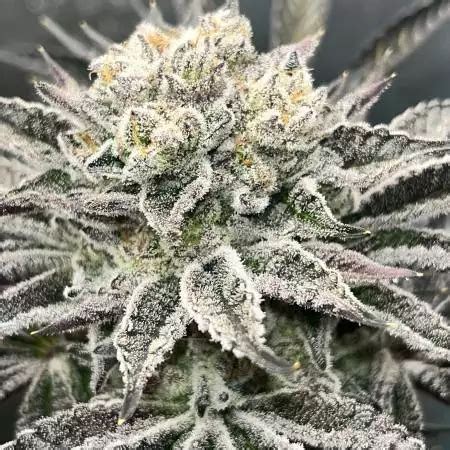 Runtz X Layer Cake Strain Info Runtz X Layer Cake Weed By Barney S