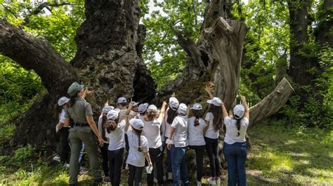 Alberi Monumentali La Regione Al Convegno Internazionale A Palermo