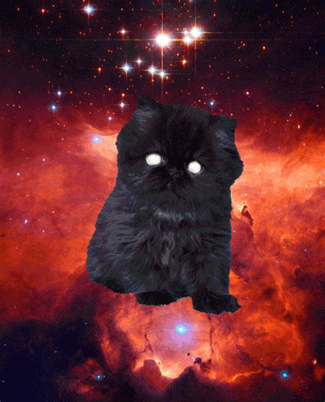 Cats In Space Cat In Space  Wiffle