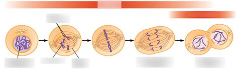 Mitosis Process Diagram | Quizlet