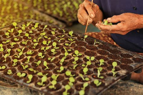 230+ Tobacco Farming Process Stock Photos, Pictures & Royalty-Free Images - iStock