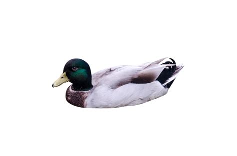 Duck on white background 1960278 Stock Photo at Vecteezy