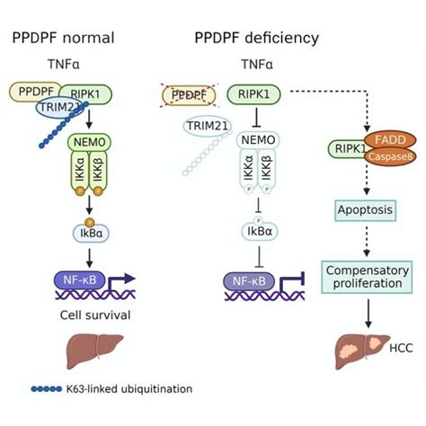 营养与健康所谢东研究组揭示ppdpf调控肝癌的新机制 生物通