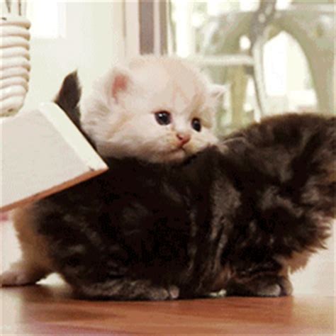 The 46 Cutest Cat GIFs Ever