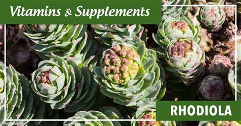 Rhodiola Benefits And Uses