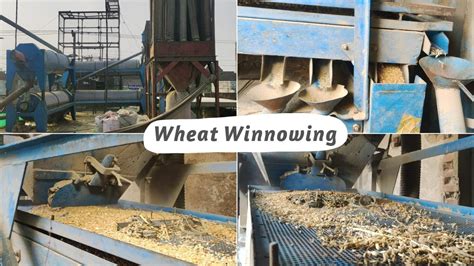 Factory Insider Amazing Process Of Wheat Winnowing Separating Wheat