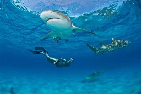 Bikini Clad Diver Calmly Swims Just Inches From Jaws Of Tiger Sharks Mirror Online