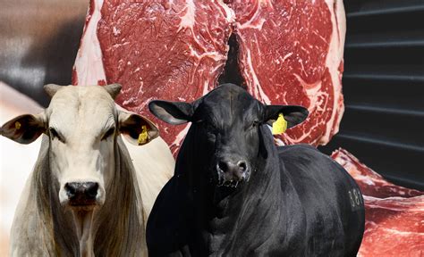 Saiba Onde E Como A Carne Bovina Brasileira é Produzida 2024