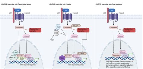 Overview of role of DVL in the nucleus: (A) In the nucleus DVL ...