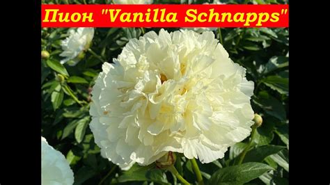 Peony Vanilla Schnapps Youtube