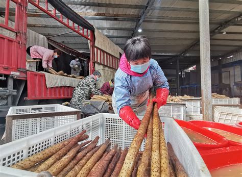 牡丹区小留镇打好“山药牌”念活“致富经”凤凰网山东 凤凰网