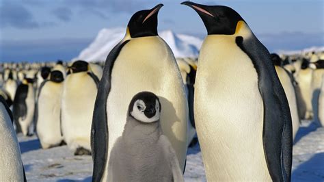 Climate change making emperor penguins' feet a lot less happy | Grist