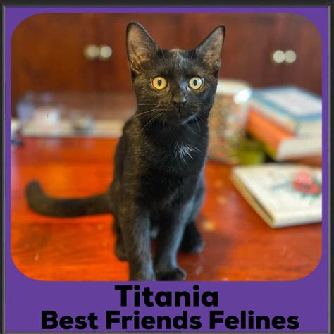 Titania Female Domestic Short Hair Cat In Qld Petrescue