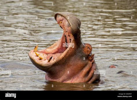 Huge Male Hippo Hippopotamus Amphibius Yawning In A Pool In Serengeti