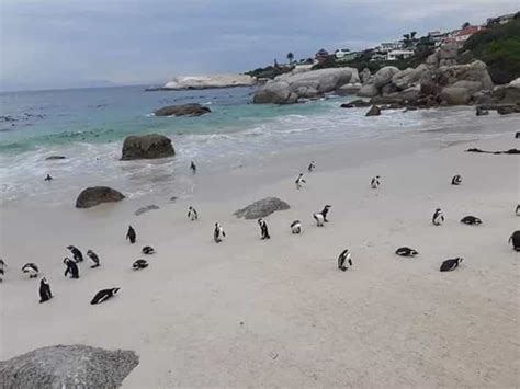 Cape Town: Halfday African Penguin tour | GetYourGuide