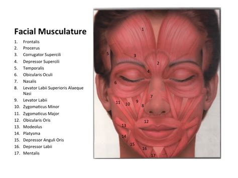 Anatomy of the Face - Hill Country Cosmetics