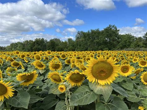 11 Stunning Sunflower Fields Worth Visiting in Ontario 2024