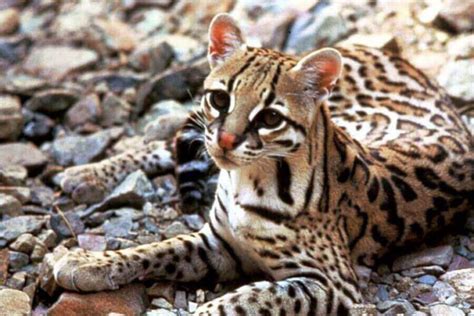 Pet Ocelot: Do Ocelots Make Good Pets? | Misfit Animals