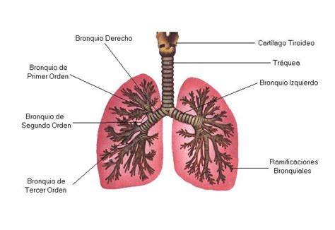 Capellan A Y Las Ciencias Los Bronquios