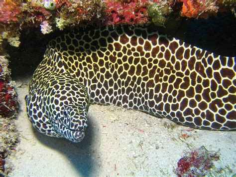 Honeycomb Moray Eel Moray Eel Tropical Fish Underwater